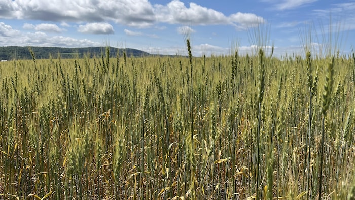 Agriculture : les producteurs misent sur une bonne saison des pluies